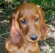 irish setters for adoption